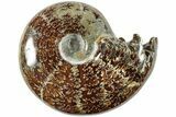 Polished Agatized Ammonite (Phylloceras?) Fossil - Madagascar #236608-1